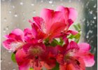 Flowers On A Rainy day by Alan Philips